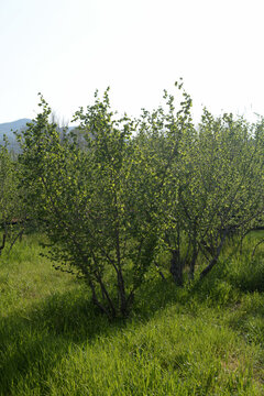 ALBERI DI NOCCIOLE,GIFFONI VALLE PIANA,1 APRILE 2021.