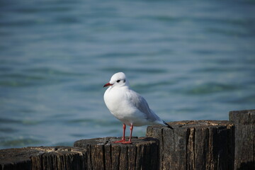 An der Ostsee: Kühlungsborn