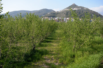 Naklejka premium ALBERI DI NOCCIOLE,GIFFONI VALLE PIANA,1 APRILE 2021.