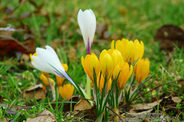 żółte i białe krokusy kwitnące wiosną © gosia