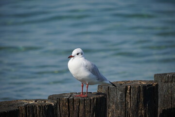 An der Ostsee: Kühlungsborn