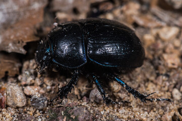 Close-up of a Dung Beetle (Anoplotrupes stercorosus)