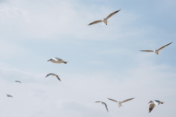 Many white and gray sea gulls fly against the blue sky, soaring above the clouds on a sunny day. Photo of a bird.