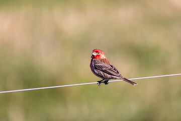 A red-headed bird sings on a wire.