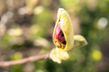 New bud on a magnolia flower in the sunshine