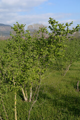 Fototapeta premium ALBERI DI NOCCIOLE,GIFFONI VALLE PIANA,1 APRILE 2021.