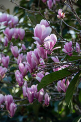 Beautiful flowering tree with pink magnolia flowers. Spring blooming background