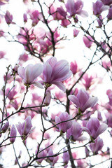 Beautiful flowering tree with pink magnolia flowers. Spring blooming background