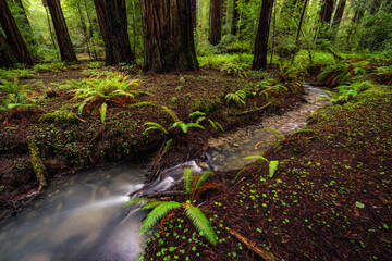 Redwood Forest Landscape in Beautiful Northern California - 424822436