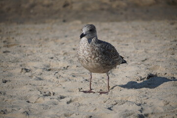 An der Ostsee: Kühlungsborn