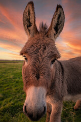 A Donkey Poses for the Camera at Sunset. - 424822604