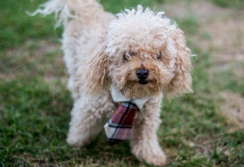Perro caniche toy color beige vestido gracioso con cuello y corbata