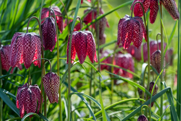 Purple chequered Snake's Head Fritillary flowers catch the sun. They grow in the grass outside Eastcote House walled garden, London Borough of Hillingdon, UK. 