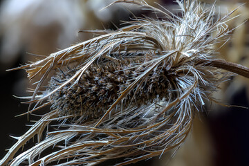 Close-up of an Old Thistle Flower