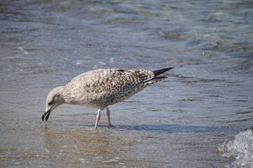 An der Ostsee: Kühlungsborn