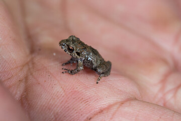 Pristimantis sp es una rana que se ubica en elevaciones entre 1800 a 2200 msnm. en la ceja de selva en la region Amazonas, esta especie es de habitos nocturnos.