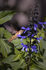 A hummingbird drinks nectar from flowers. Estes Park, Colorado. - 424824410