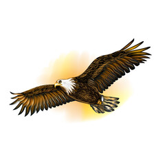 Soaring bald eagle. Realistic art portrait of a soaring bald eagle on a white background