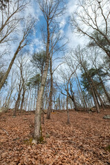 The Pinnacle Trail, Crowder's Mountain, North Carolina