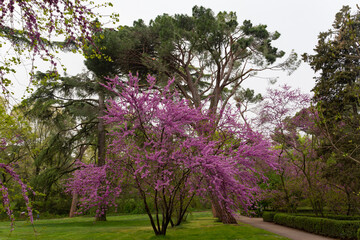 Fototapeta premium Flowering trees and green plants in the gardens of the Del Capricho park in Madrid. Parks and gardens of Madrid.