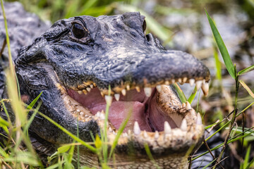 Florida Aligator Poses for the Camera, Florida, USA - 424825604