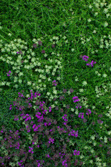 Texture of with thymes in bloom close up