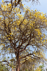 Yellow flowers and leaves  in tree