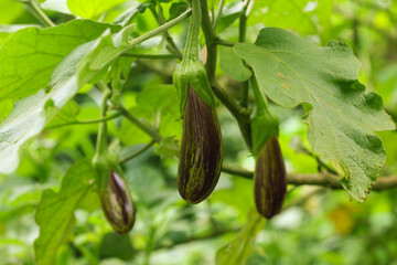 Purple eggplant in the garden with sunlight.