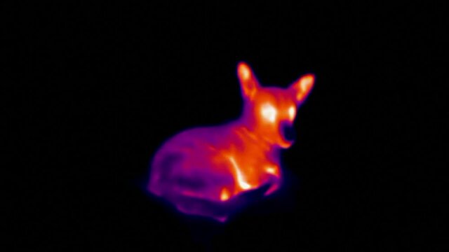 Thermal imaging view of small dog liyng on the floor. Infrared, thermal, night vision imaging