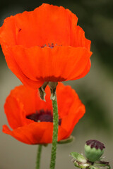 Papaver rhoeas. Bright red flower, close-up of two flowers on a green background.