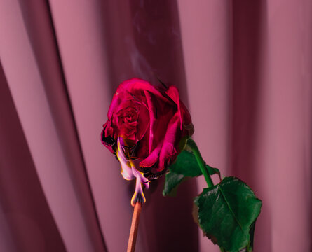 Rose on fire