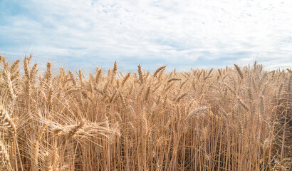 Fototapeta premium Beautiful agricultural with ripe wheats