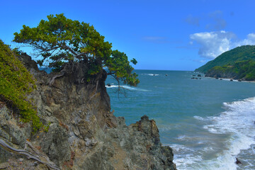 Fototapeta premium Arbol sobre peñasco de roca, costa caribeña