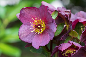 lila Lenzrose im Frühlingsgarten Makro Helleborus orientalis