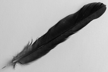 Close up of a discarded blackbird feather in black and white