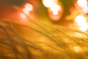 Closeup of the down feather of a bird. The bird's feather is close, fluff like seaweed or fairy...
