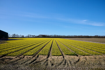 Yellow daffodil field under a bright blue sky