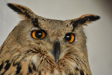 Buho de ojos grandes