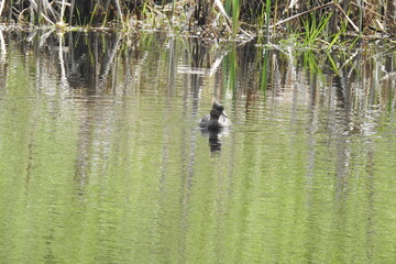 Hooded merganser enjoying a beautiful day at the Billy Frank Jr. Nisqually National Wildlife Refuge, in the Pacific Northwest, Washington State. 