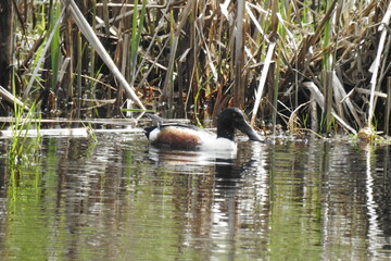 A male northern shoveler enjoying a beautiful day at the Billy Frank Jr. Nisqually National Wildlife Refuge, in the Pacific Northwest, Washington State.