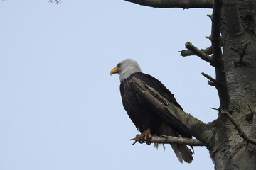 Bald Eagle enjoying a beautiful day on Whidbey Island, in the Pacific Northwest, Washington State.