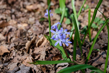 Chionodoxa luciliae by the side of the road