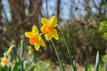Two yellow daffodils with an orange center in the sun