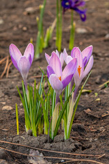 Obraz premium Blooming crocuses. Primroses.
