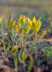 Blooming crocuses. Primroses.