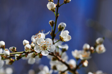 Spring impressions with fruit blossoms in the sunshine in front of a blurred background.