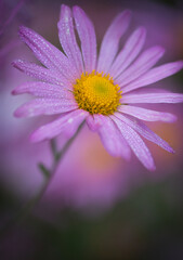 Fototapeta premium Close up of Purple Daisy blooming with morning dew drops during spring. Beautiful floral background.