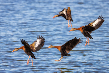 A group of whistling ducks landing on a lake.