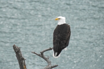 Bald Eagle perched on a branch above the Puget Sound, in the Pacific Northwest, Washington State.