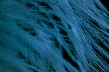 Closeup of the down feather of a bird. The bird's feather is close, fluff like seaweed or fairy...